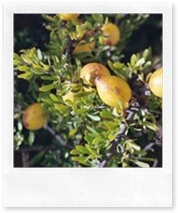 Плоды арганового дерева