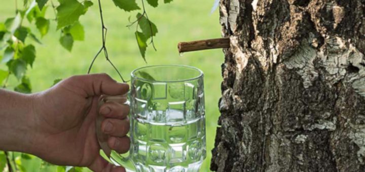 добыча березового сока