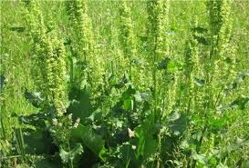 конский щавель