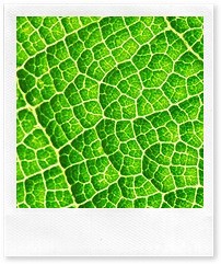 Как «работают» растительные стволовые клетки в омолаживающей косметике?