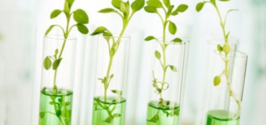 стволовые клетки растений