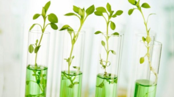 стволовые клетки растений