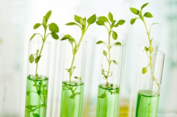 стволовые клетки растений