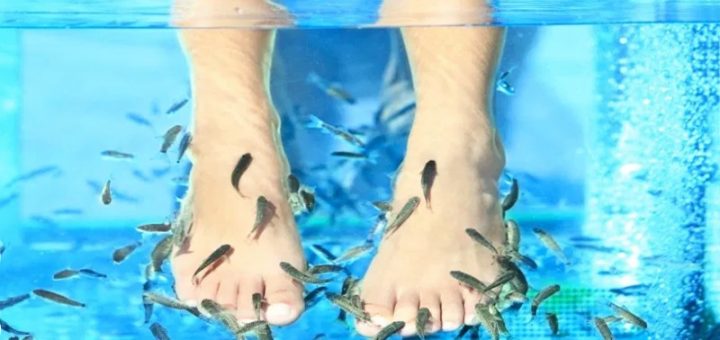 педикюр с рыбками Гарра Руфа