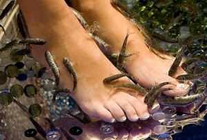 Рыбки Гарра Руфа мягкий пилинг