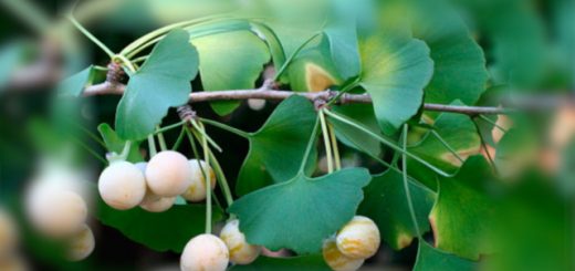 гинкго билоба