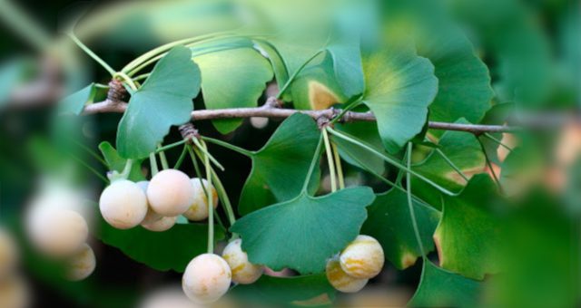 гинкго билоба