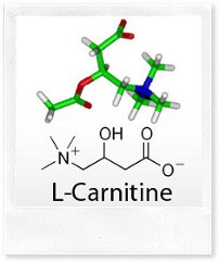 Поможет ли похудеть L-карнитин?