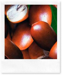 Плоды Карите