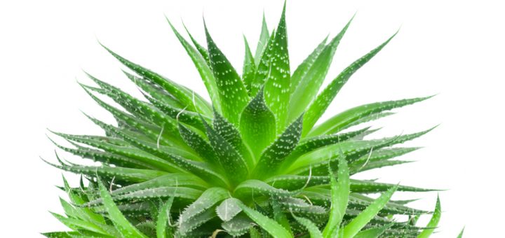 Алоэ вера