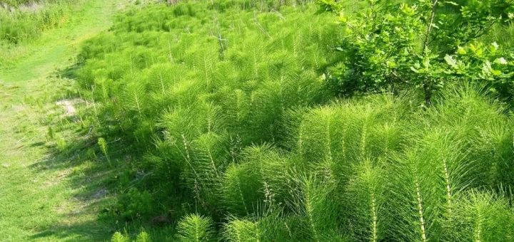 Хвощ в дикой природе