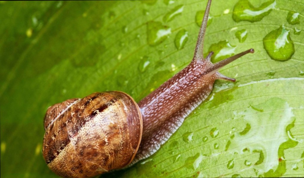 Аллантоин улитки