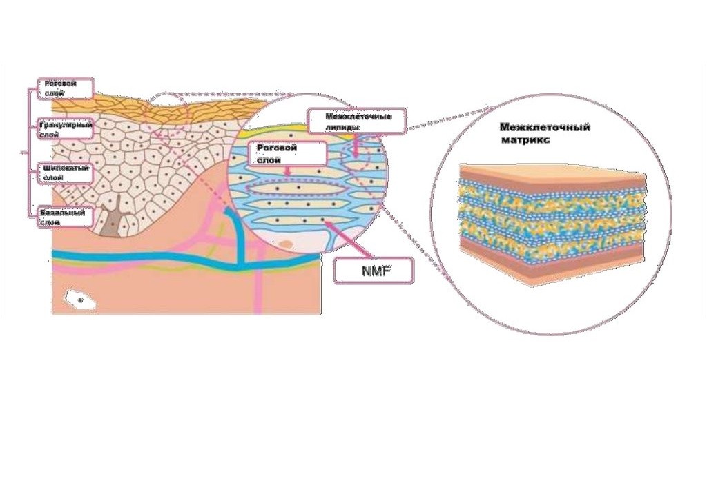 Натуральный увлажняющий фактор (NMF)