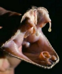 полезные яды в косметике