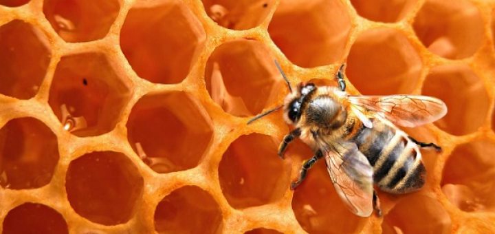 натуральный воск