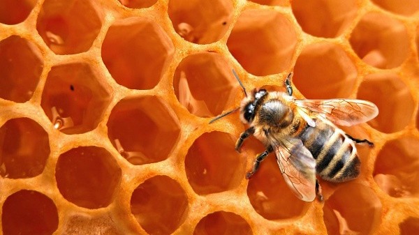 натуральный воск