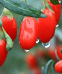 ягоды годжи