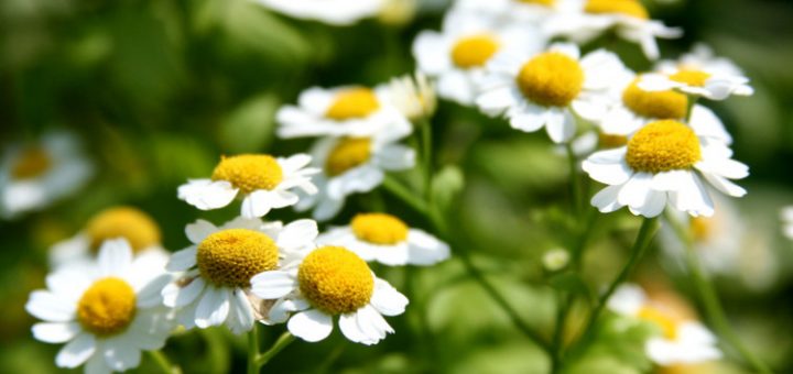 ромашки