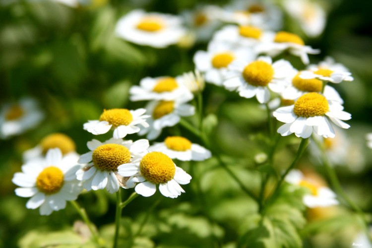 ромашки