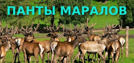 ПАНТЫ МАРАЛОВ