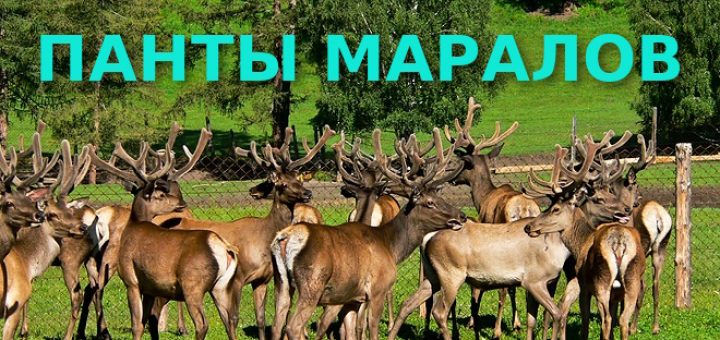 ПАНТЫ МАРАЛОВ