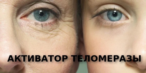 АКТИВАТОР ТЕЛОМЕРАЗЫ