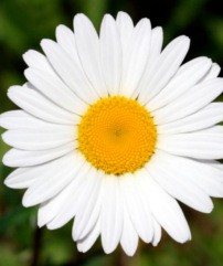 Ромашка в косметике