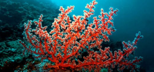 Коралл в морской воде
