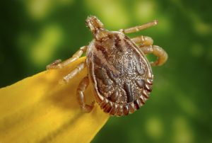 Клещи опасны сопутствующими инфекциями