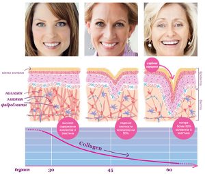 Скорость синтеза коллагена