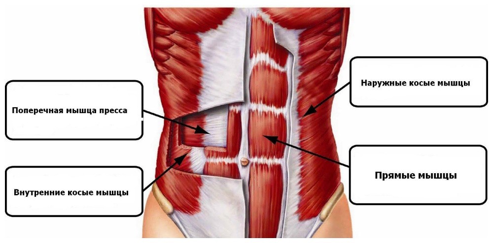мышцы пресса