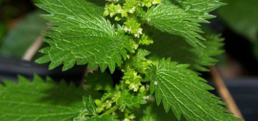 Крапива в домашней косметологии: простое и эффективное средство