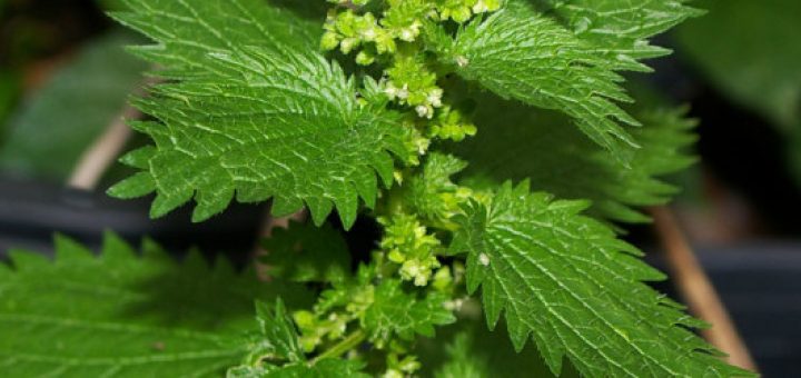 Крапива в домашней косметологии: простое и эффективное средство