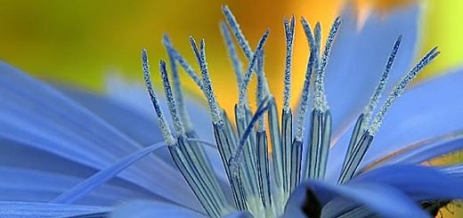 цикорий для похудения