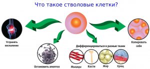 что такое стволовые клетки