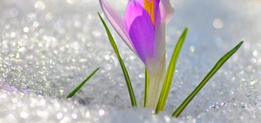 подснежник