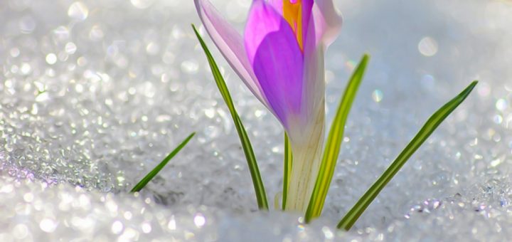 подснежник