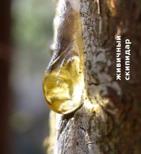 живица