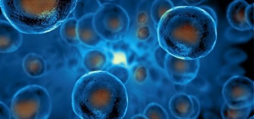 Стволовые клетки